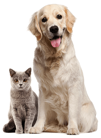 Brain Training for Dogs: Unlocking Boundless Potential Why ANYBODY can use this system to eradicate bad behaviors and have a really well behaved Dog? Learn more.